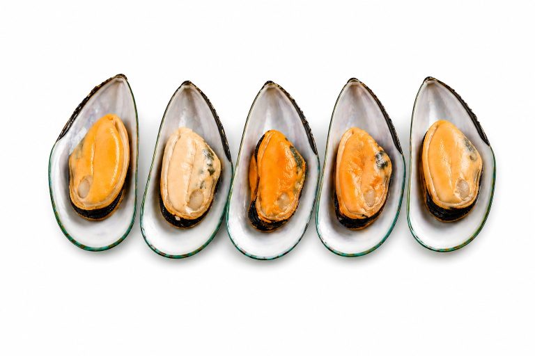 Mussel