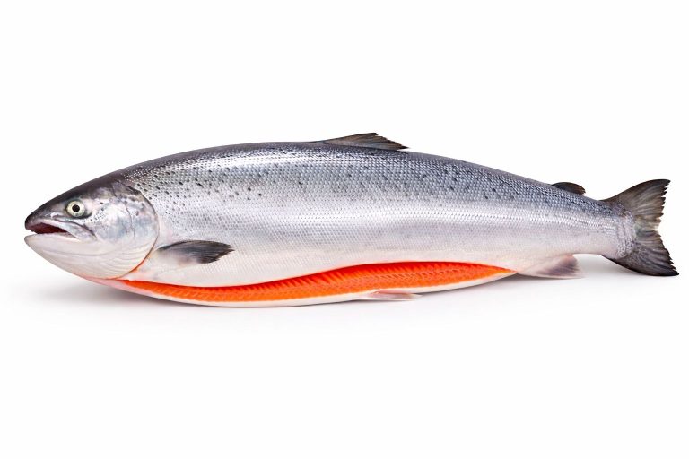 Salmon