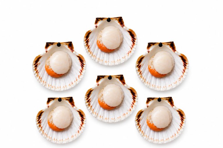 Scallop