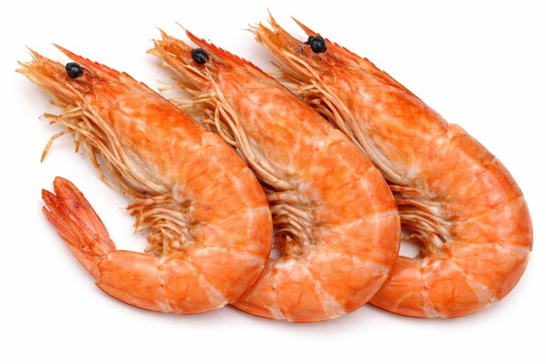 Shrimp